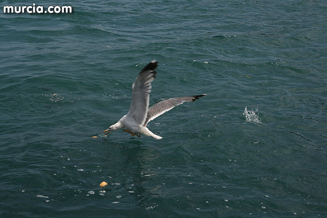 Isla Grosa - Gaviota de Audouin (Larus audouinii) - 44