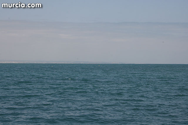 Isla Grosa - Gaviota de Audouin (Larus audouinii) - 48