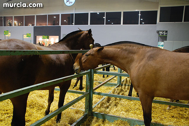 XIII Saln Nacional de Caballos de Pura Raza de Murcia (Equimur) - 24