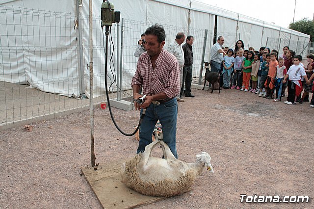 Cientos de escolares han participado en los oficios del campo como el esquilado y el ordeado - 40