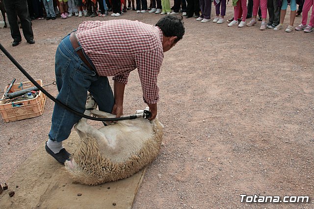 Cientos de escolares han participado en los oficios del campo como el esquilado y el ordeado - 41